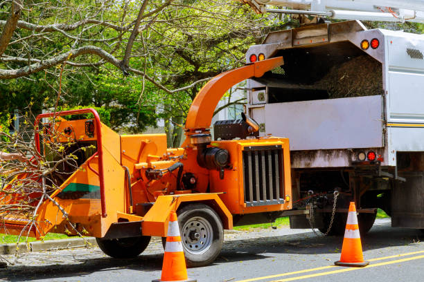 Dead Tree Removal